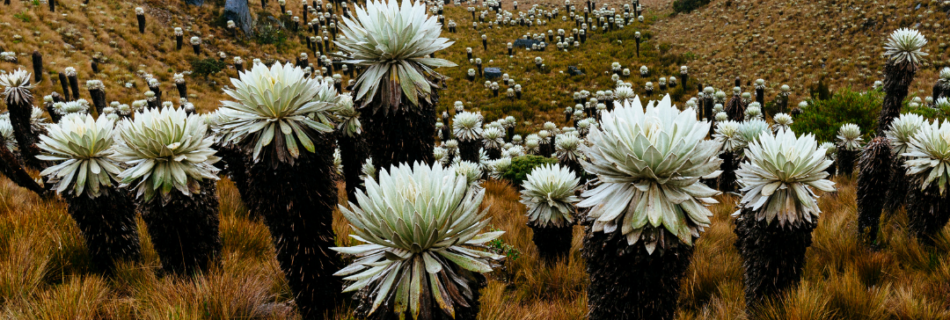 tours to colombia south america
