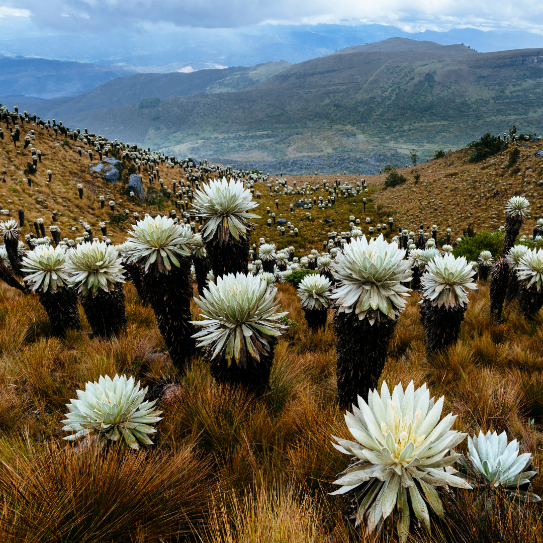 tours to colombia south america