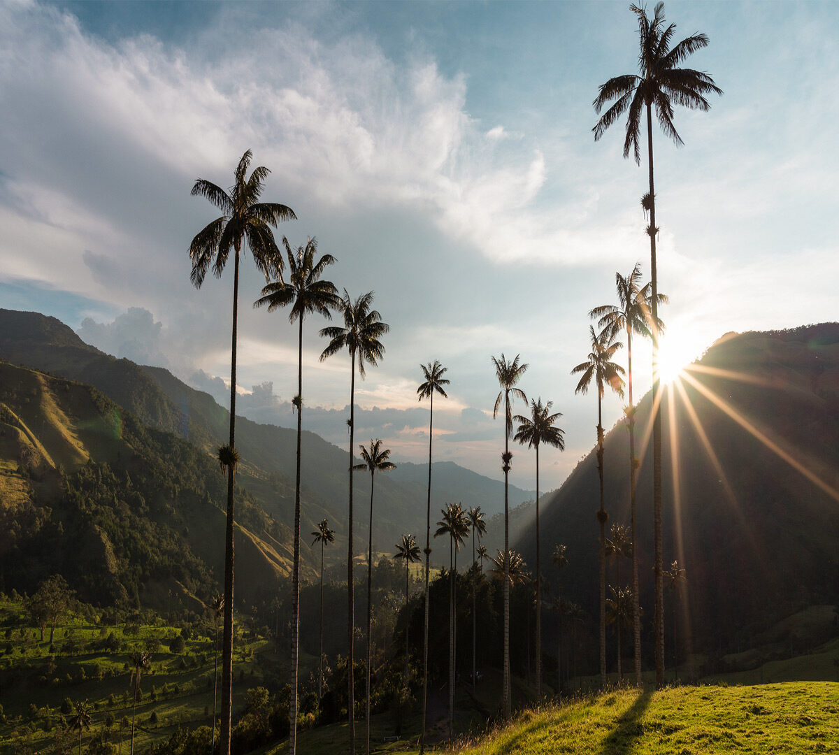 tour of Valle del Cocora in Colombia