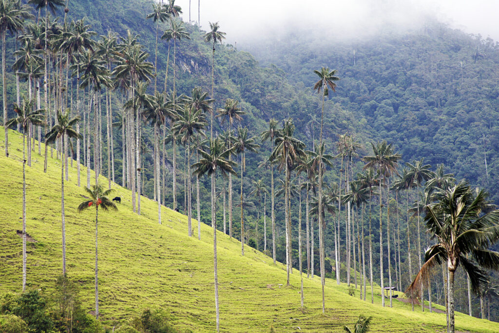 Coffee region travel packages