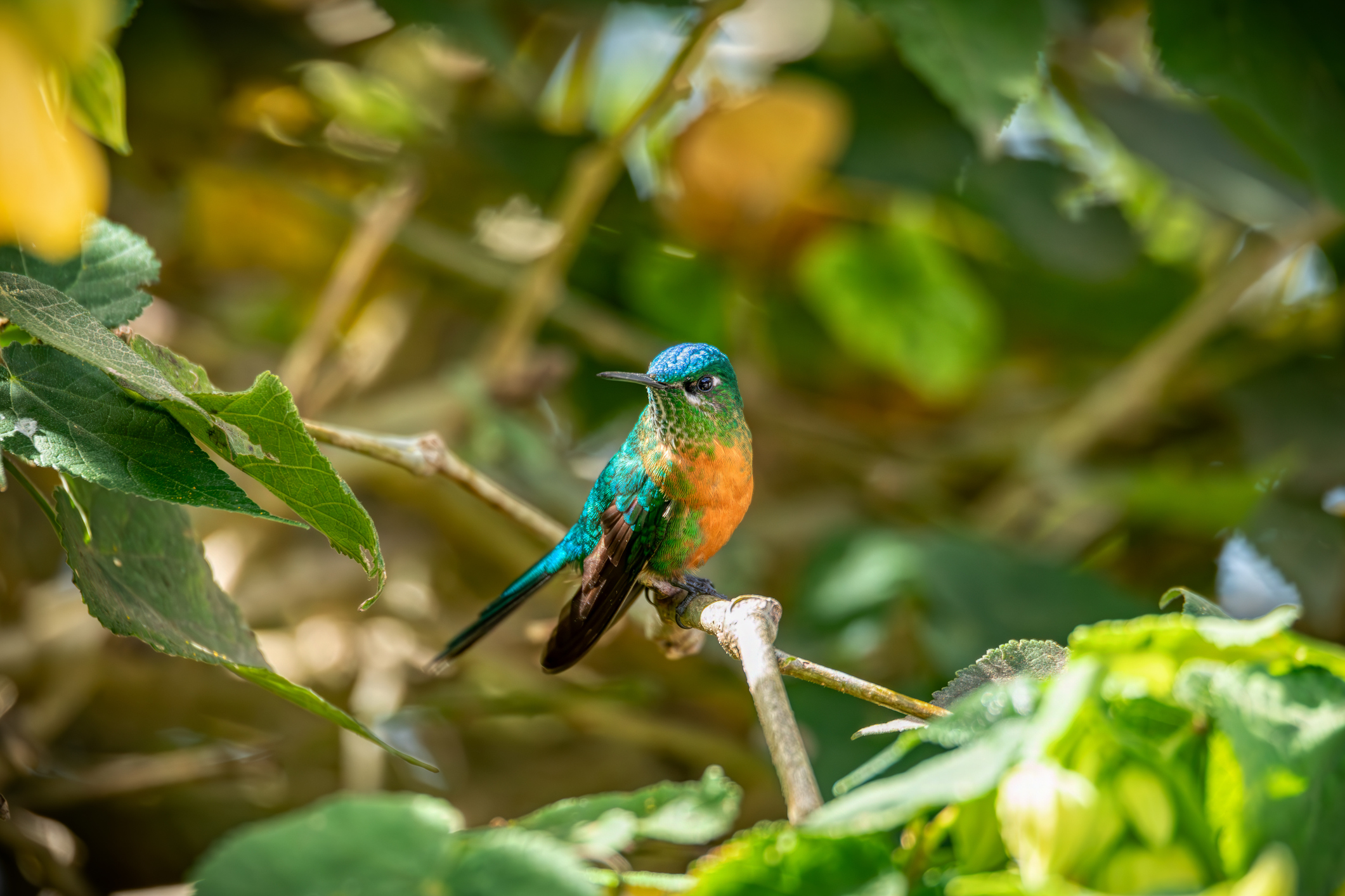 bird watching in Colombia