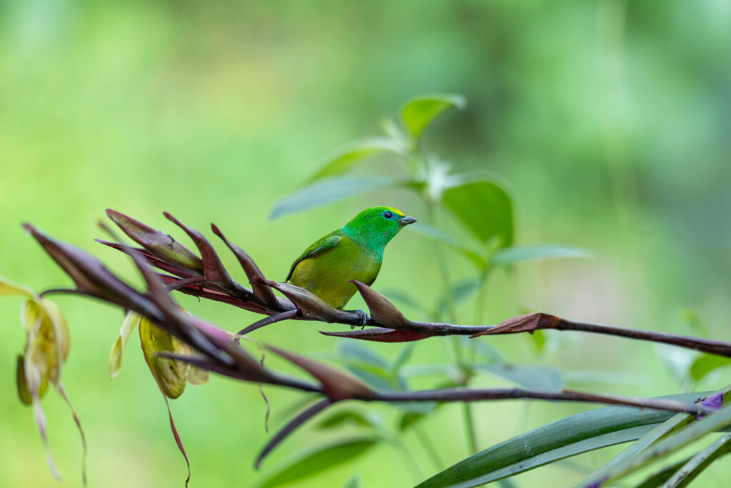 Bird watching in colombia