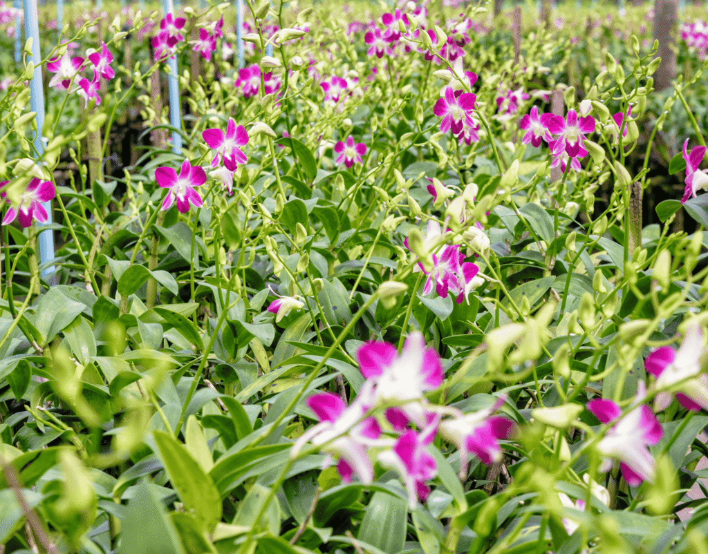 orchids tour