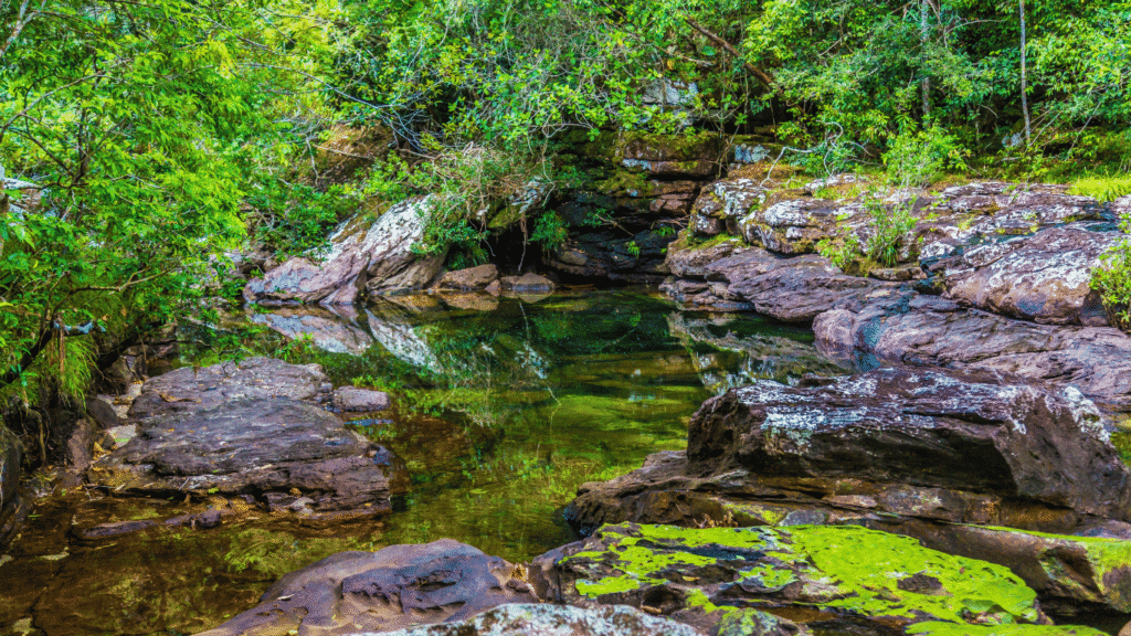 Caño Cristales jungle