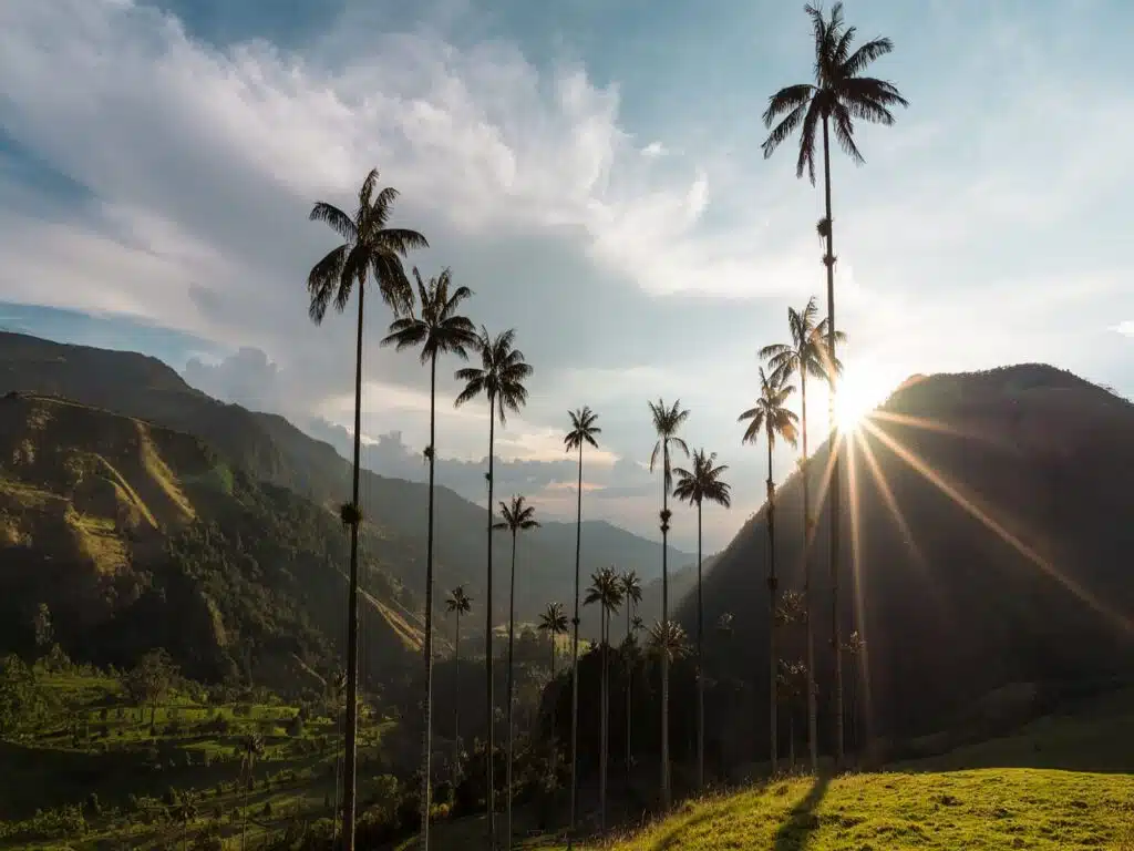 Cocora Valley wax palms at sunrise, Coffee Region, Colombia