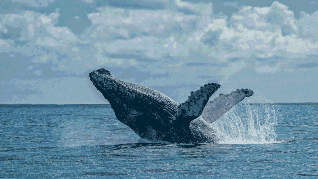Whale Watching experience in Colombia