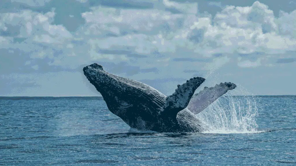 Whale Watching experience in Colombia