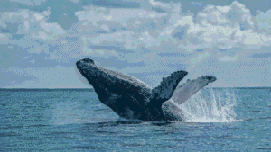 Whale Watching experience in Colombia